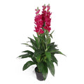 100cm Artificial Cymbidium Orchid Plant - Extra Large - Dark Pink Flowers