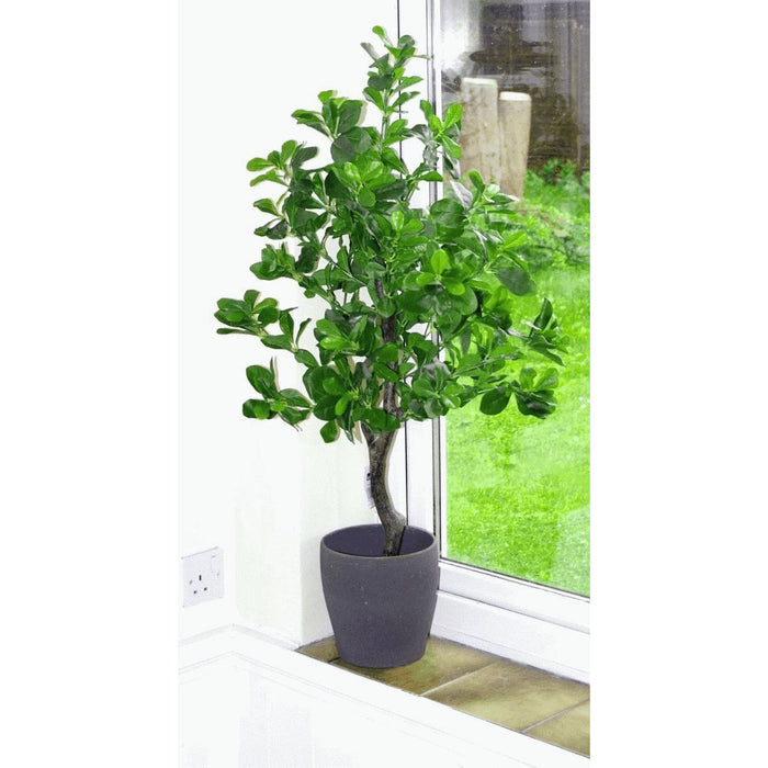 102cm Geranium Aralia (Polyscias Guilfoylei) Artificial Plant Tree