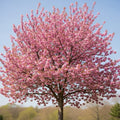 11ft Mature 'Kanzan' Cherry Blossom Tree | Standard | 8/10cm Girth | Grown in 40L Airpot