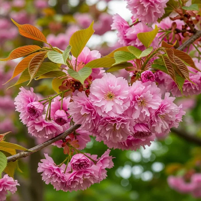 11ft Mature 'Kanzan' Cherry Blossom Tree | Standard | 8/10cm Girth | Grown in 40L Airpot