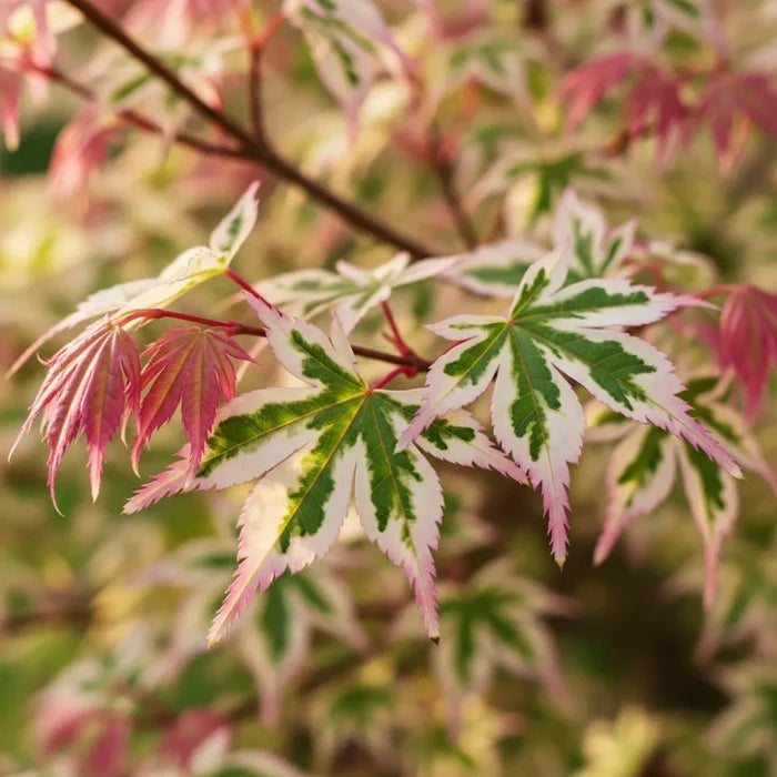 1ft Japanese Maple Shrub | Acer palmatum 'Butterfly' | 1.5L Pot