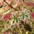 1ft Japanese Maple Shrub | Acer palmatum 'Butterfly' | 1.5L Pot