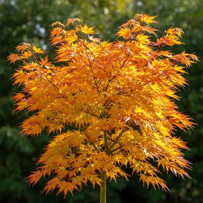 1ft Japanese Maple Tree | Acer palmatum 'Orange Dream' | 3L Pot