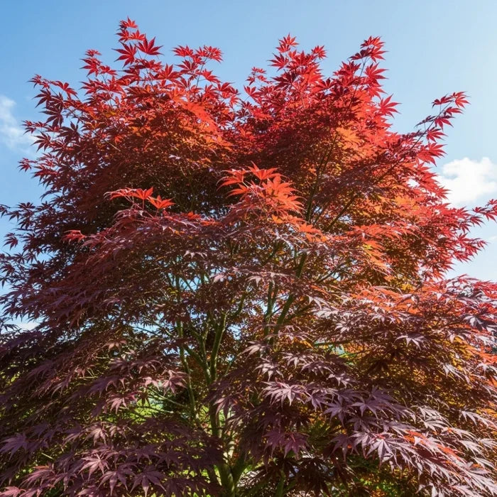 1ft Purple Japanese Maple Tree | Acer palmatum 'Atropurpureum' | 3L Pot