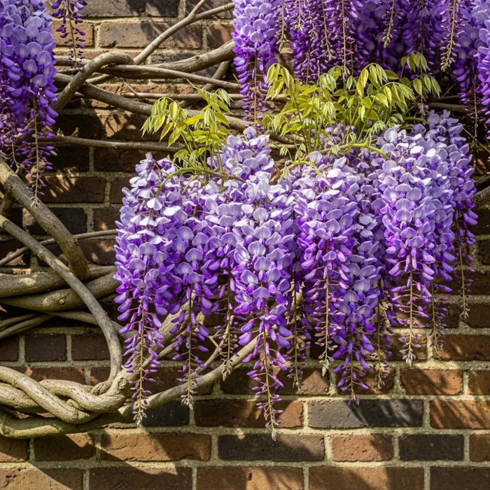 2 Japanese Wisteria | Wisteria floribunda 'Black Dragon' | 2L Pots