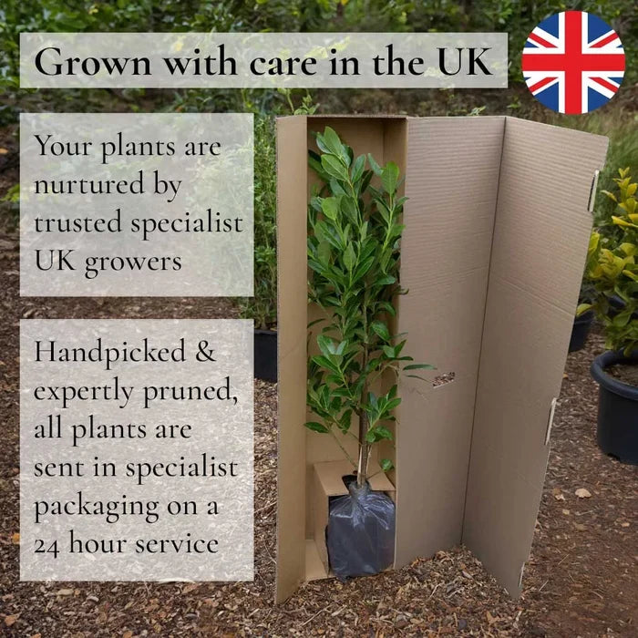 2 White Japanese Wisteria | Wisteria floribunda 'Alba' | 2L Pots