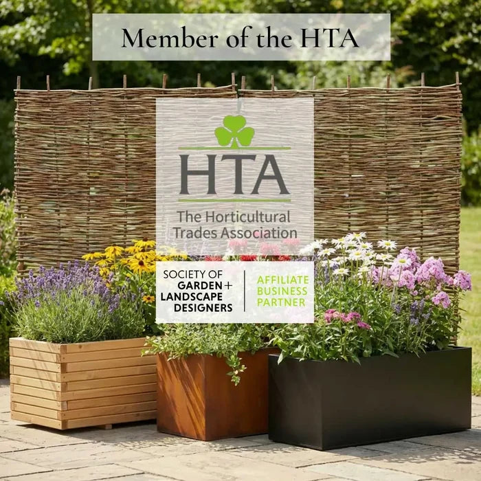 2 White Passion Flower | Passiflora 'Snow Queen' | 2L Pots