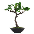 25cm Mini Ficus Bonsai in Ceramic Planter