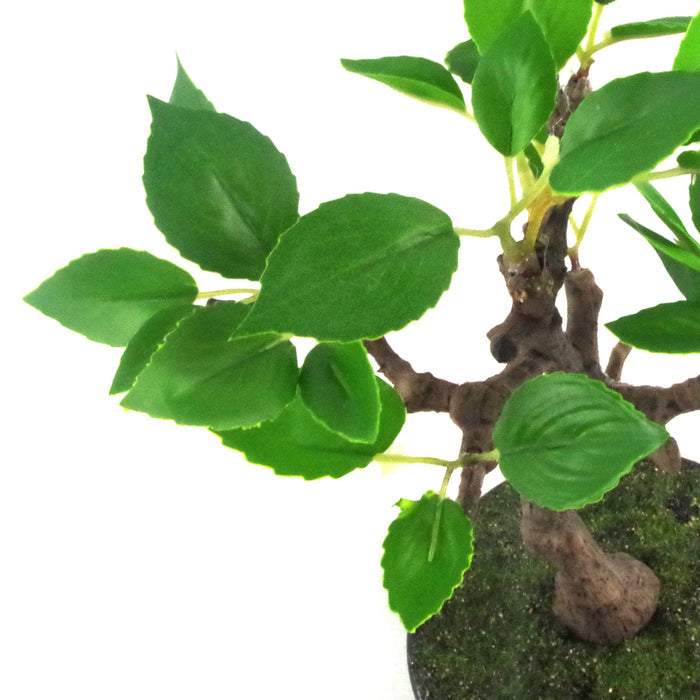 25cm Mini Ficus Bonsai in Ceramic Planter