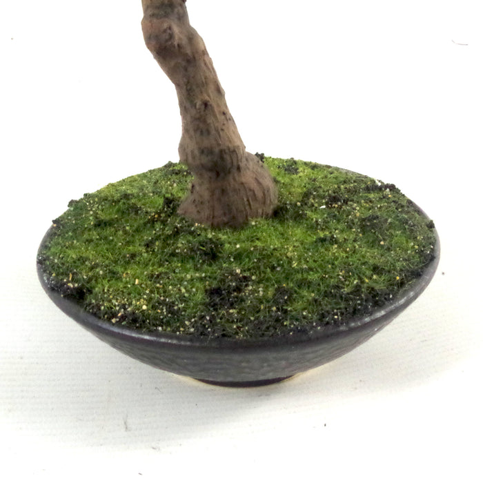 25cm Mini Ficus Bonsai in Ceramic Planter