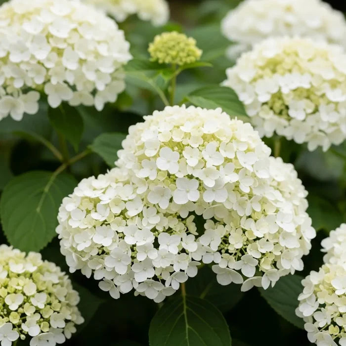 2ft Hydrangea arborescens 'Annabelle' | 10L Pot