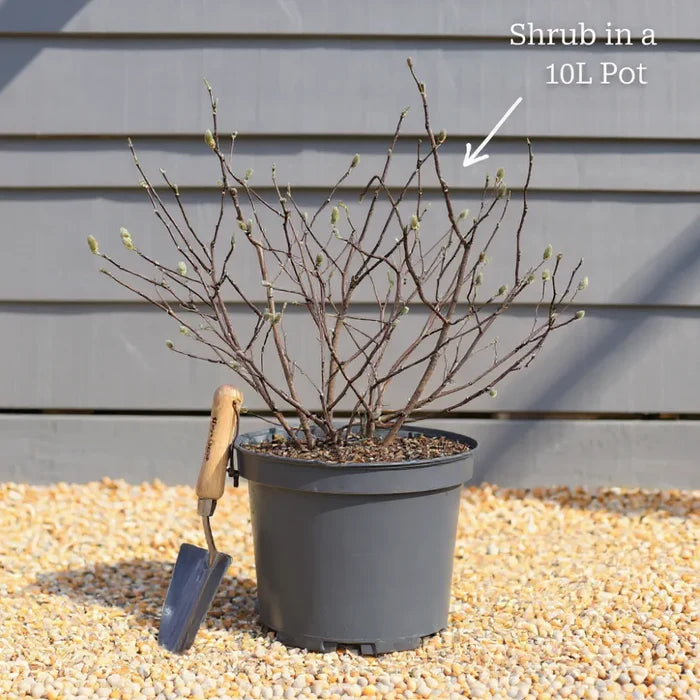 2ft Hydrangea arborescens 'Annabelle' | 10L Pot