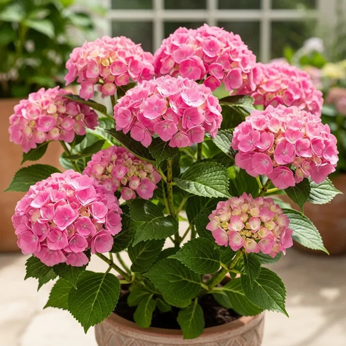 2ft Hydrangea macrophylla 'Little Pink' | 7.5L Pot