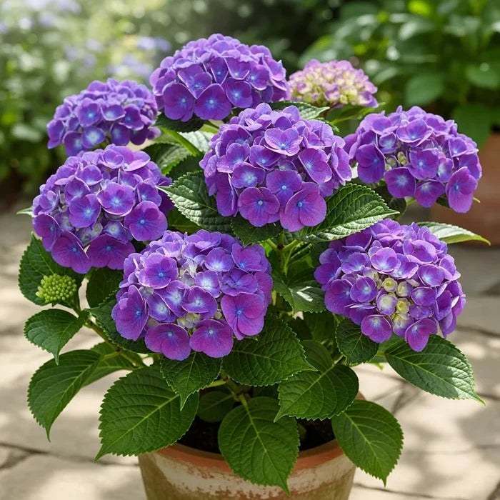 2ft Hydrangea macrophylla 'Little Purple' | 7.5L Pot