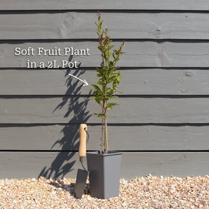 3 Goldtraube Blueberry Plants | 2L Pots