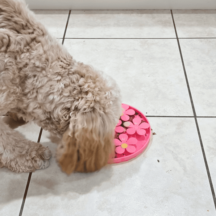 3D Flower Slow Feeder - Slow Feeding Bowls from . at DoggyTopia