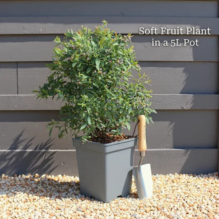 3ft Brigitta Blueberry Bush | 5L Pot
