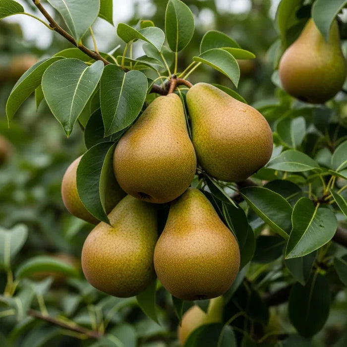 3ft 'Conference' Pear Tree | bare root Pot