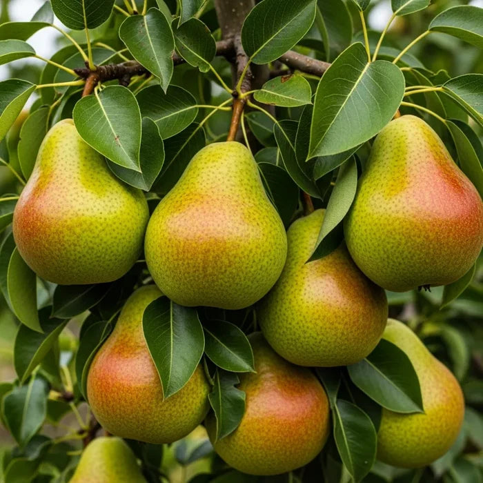 3ft 'Conference' Pear Tree | bare root Pot