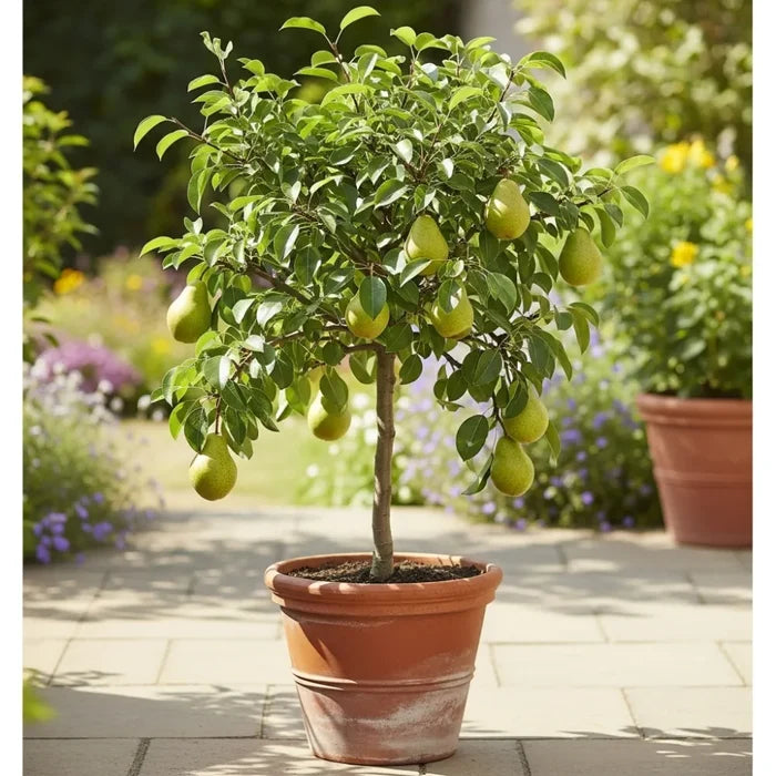 3ft 'Conference' Pear Tree | bare root Pot