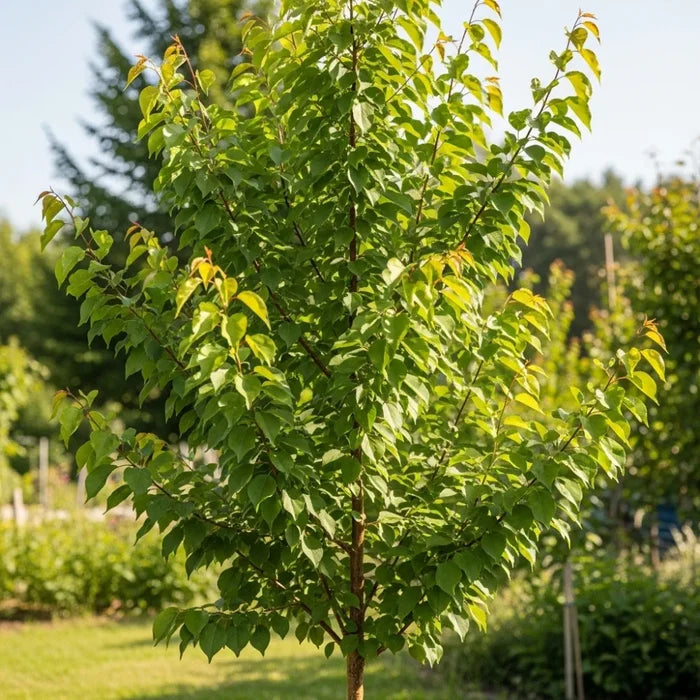 3ft 'Flavourcot' Apricot Tree