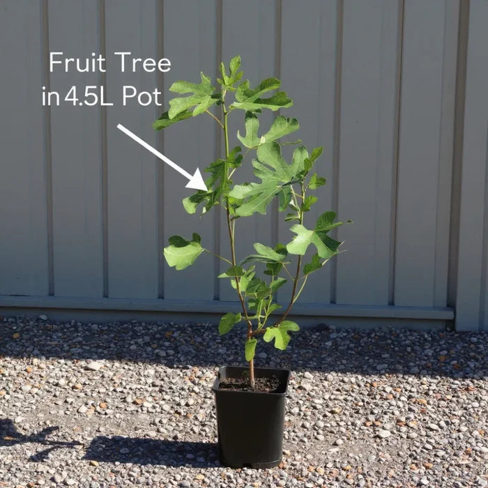 3ft 'Flavourcot' Apricot Tree