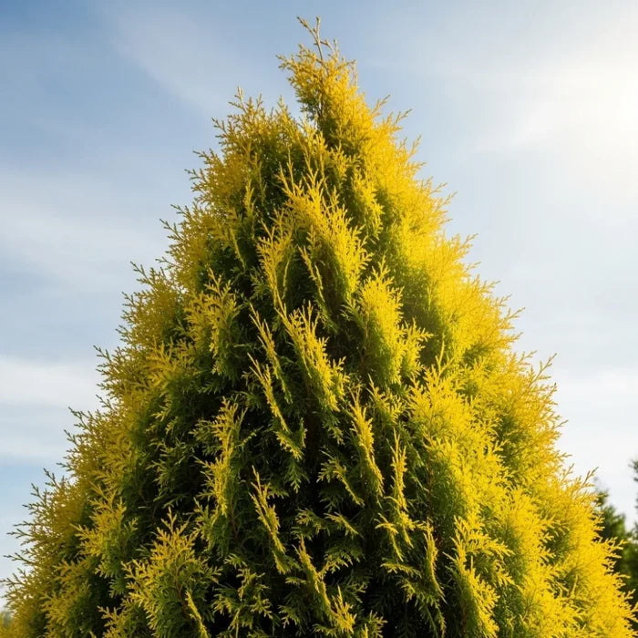 3ft Golden Leyland Cypress Tree | Cupressocyparis leylandii 'Castlewellan Gold' | 3L Pot