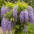 3ft Grafted Chinese Wisteria | Wisteria sinensis | 2L Pot