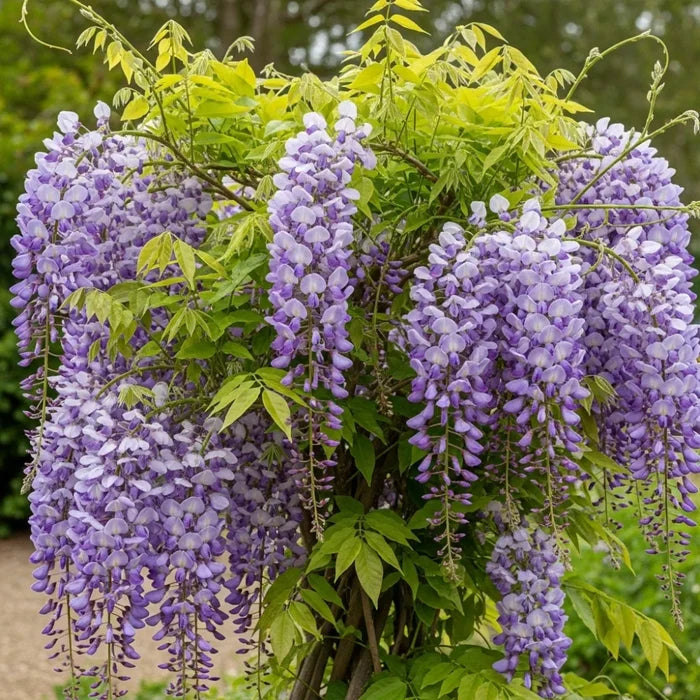 3ft Grafted Chinese Wisteria | Wisteria sinensis | 2L Pot