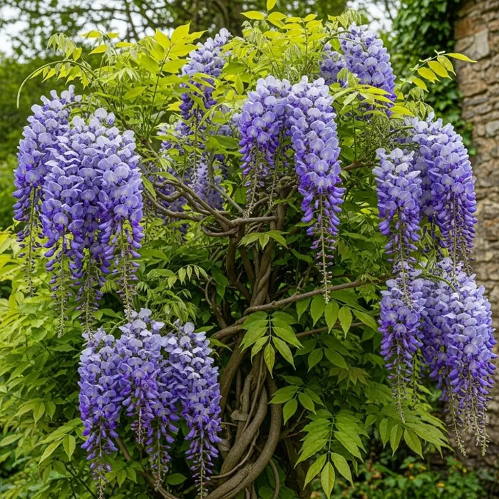 3ft Grafted Chinese Wisteria | Wisteria sinensis 'Blue Sapphire' | 2L Pot