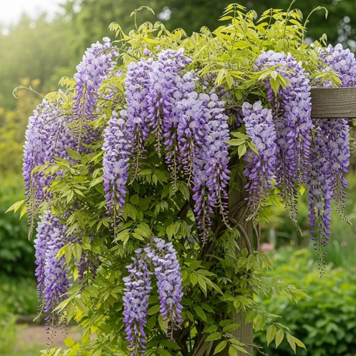 3ft Grafted Chinese Wisteria | Wisteria sinensis 'Caroline' | 3L Pot