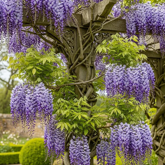 3ft Grafted Japanese Wisteria | Wisteria floribunda 'Black Dragon' | 2L Pot
