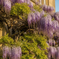 3ft Grafted Japanese Wisteria | Wisteria floribunda 'Macrobotrys' | 2L Pot