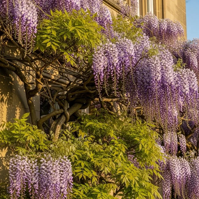 3ft Grafted Japanese Wisteria | Wisteria floribunda 'Macrobotrys' | 2L Pot