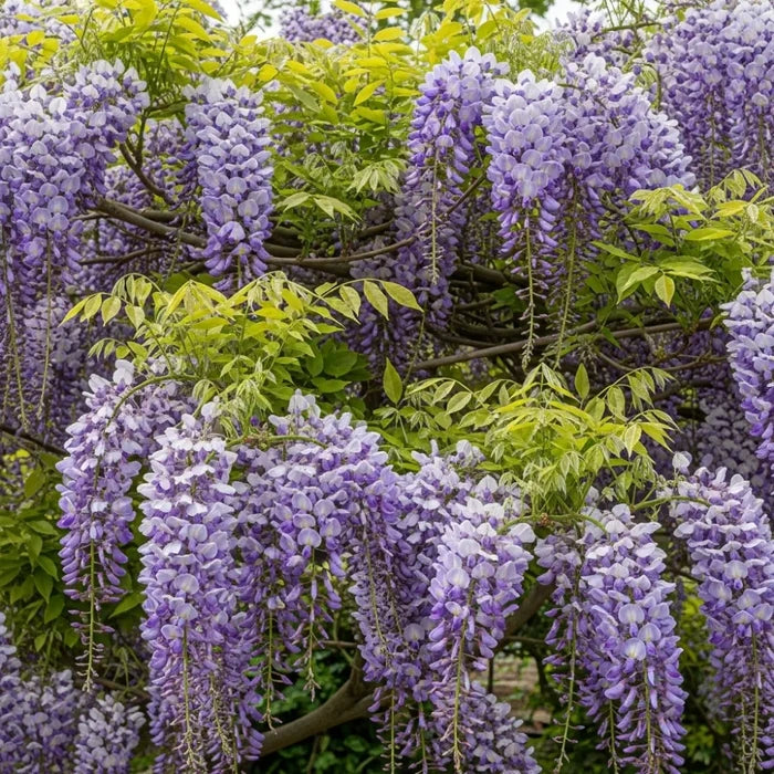 3ft Grafted Japanese Wisteria | Wisteria floribunda 'Macrobotrys' | 2L Pot