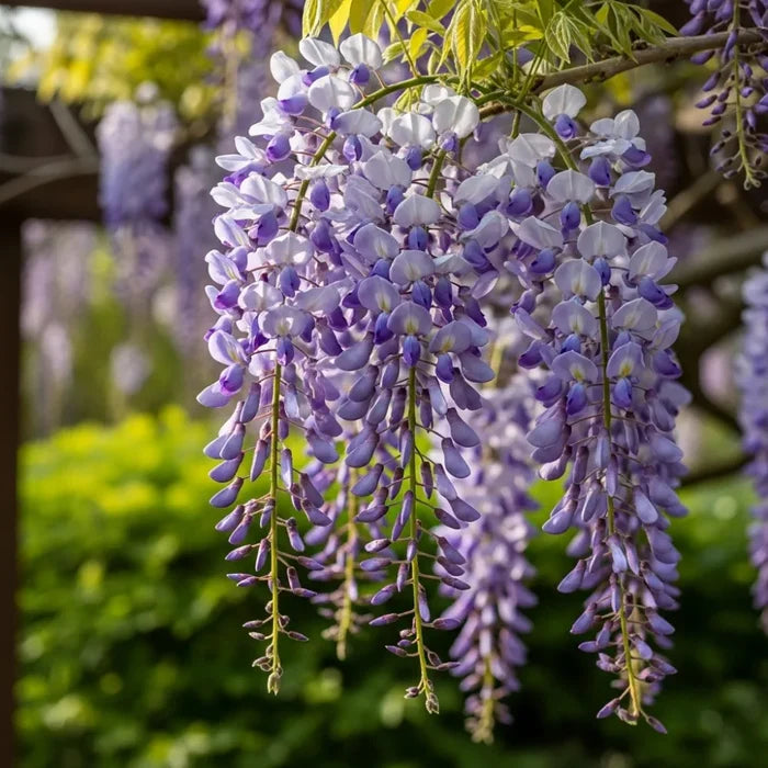 3ft Grafted Japanese Wisteria | Wisteria floribunda 'Macrobotrys' | 2L Pot
