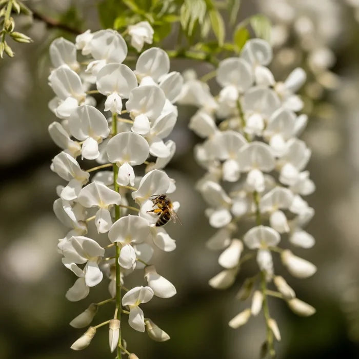 3ft Grafted White Japanese Wisteria | Wisteria floribunda 'Alba' | 2L Pot