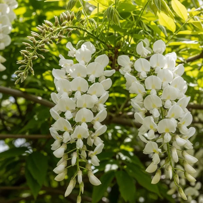 3ft Grafted White Japanese Wisteria | Wisteria floribunda 'Alba' | 2L Pot