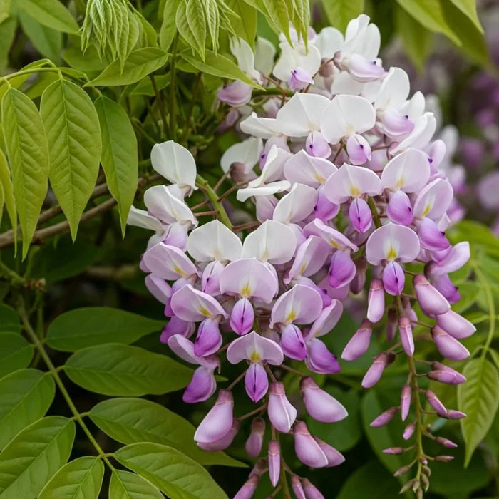 3ft Grafted Wisteria Floribunda 'Rosea' | 3L Pot