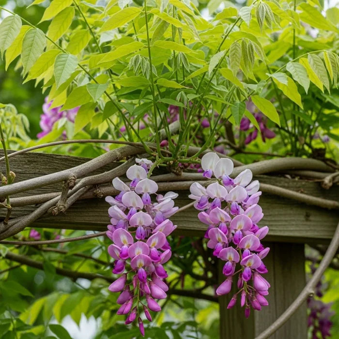 3ft Grafted Wisteria Floribunda 'Rosea' | 3L Pot
