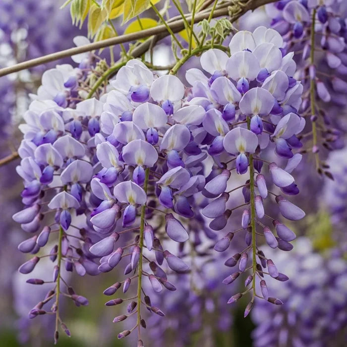 3ft Grafted Wisteria 'Lavender Lace' | 2L Pot
