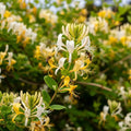 3ft Japanese Honeysuckle | Lonicera Japonica 'Chinensis' | 1.5L Pot