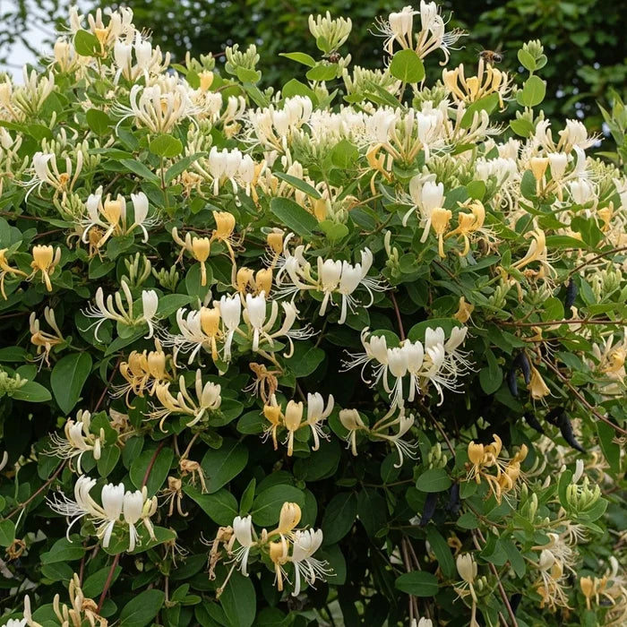 3ft Japanese Honeysuckle | Lonicera Japonica 'Chinensis' | 1.5L Pot