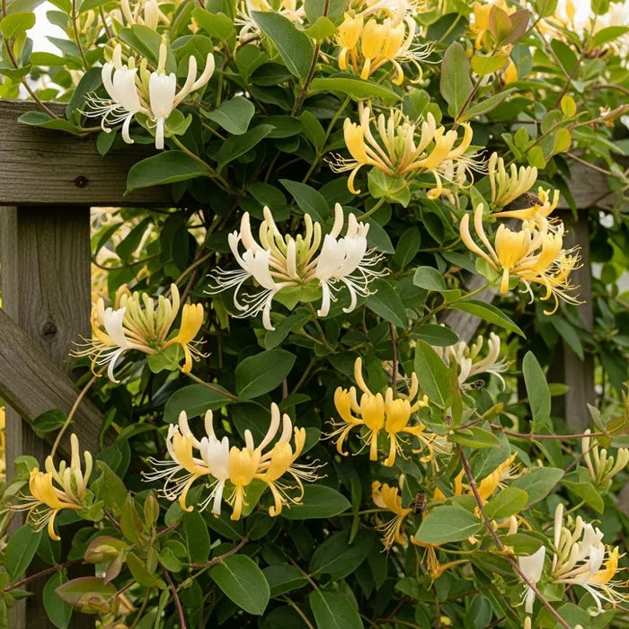 3ft Japanese Honeysuckle | Lonicera Japonica 'Chinensis' | 1.5L Pot