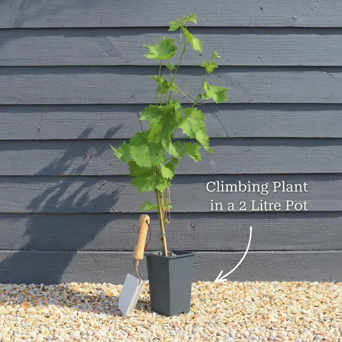 3ft Japanese Honeysuckle | Lonicera Japonica 'Chinensis' | 1.5L Pot