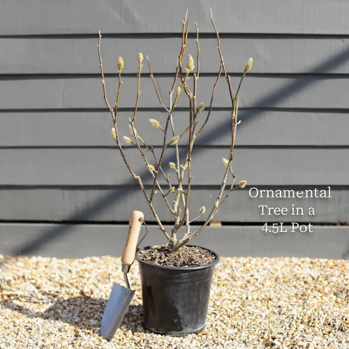 3ft Judas Tree | Cercis siliquastrum | 4.5L Pot