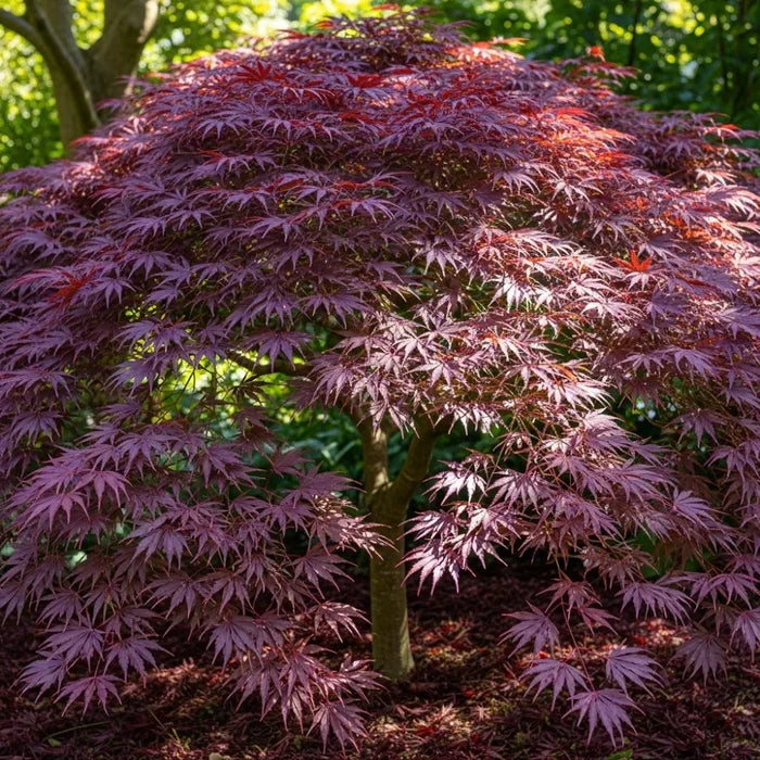 3ft Purple Japanese Maple Tree | Acer palmatum 'Atropurpureum' | 7.5L Pot
