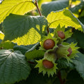 3ft 'Rote Zellernuss' Filbert Tree | Red Hazelnut Tree | Bare Root