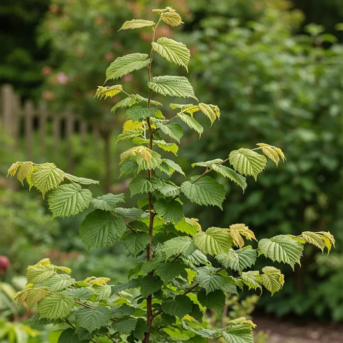 3ft 'Rote Zellernuss' Filbert Tree | Red Hazelnut Tree | Bare Root