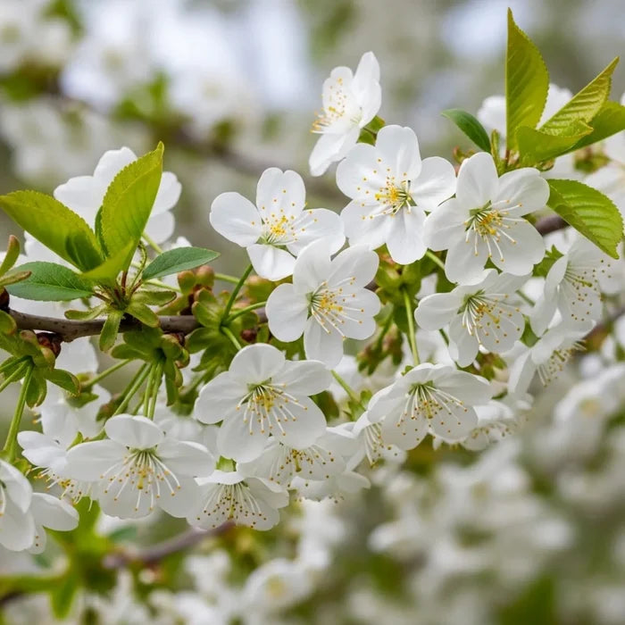 3ft 'Stella' Cordon Cherry Tree